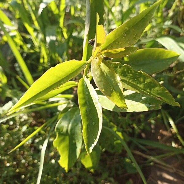 Barbados shrub (Pereskia aculeata)