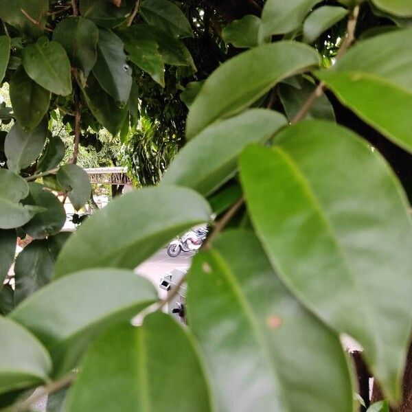 Barbados shrub (Pereskia aculeata)