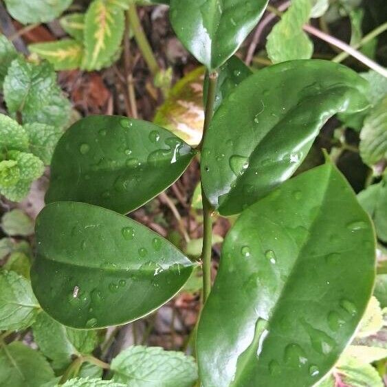 Barbados shrub (Pereskia aculeata)
