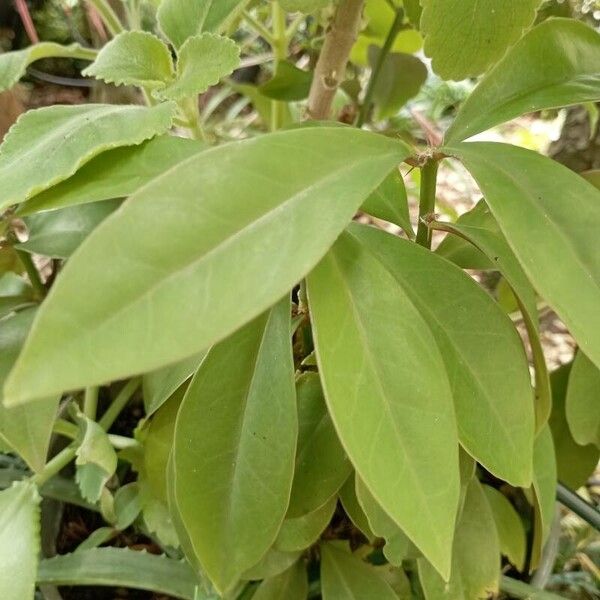 Barbados shrub (Pereskia aculeata)