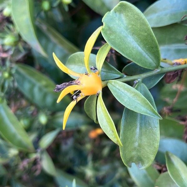 Barbados shrub (Pereskia aculeata)