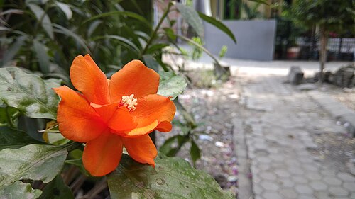 Rose cactus: Pereskia grandifolia