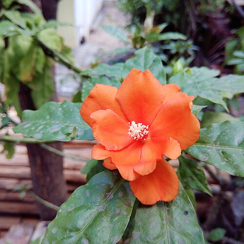 Rose cactus: Pereskia flower