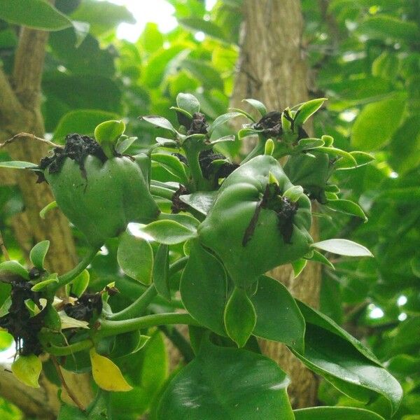 Rose cactus (Pereskia grandifolia)