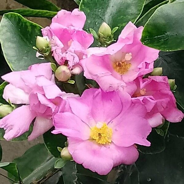 Rose cactus (Pereskia grandifolia)
