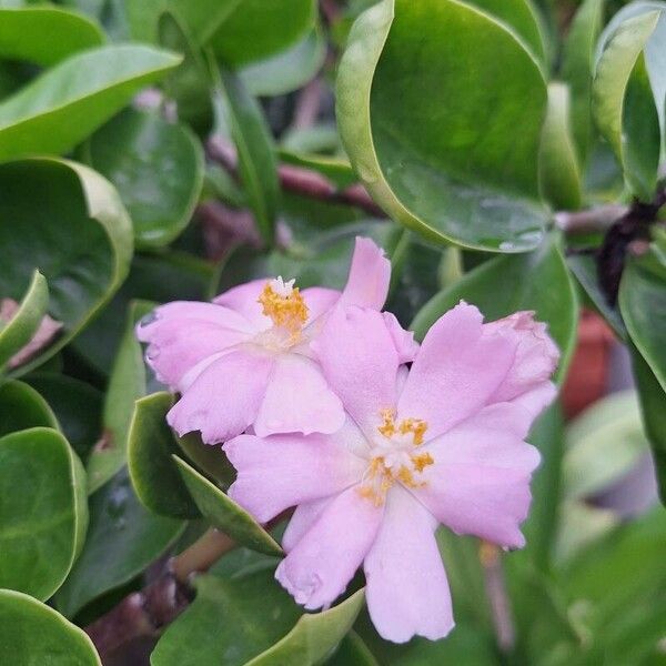 Rose cactus (Pereskia grandifolia)