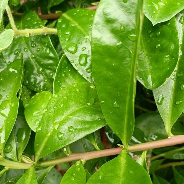 Rose cactus (Pereskia grandifolia)