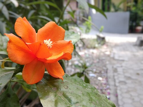 Rose cactus: Pereskia flower