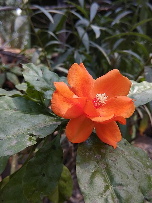 Rose cactus: Pereskia flower