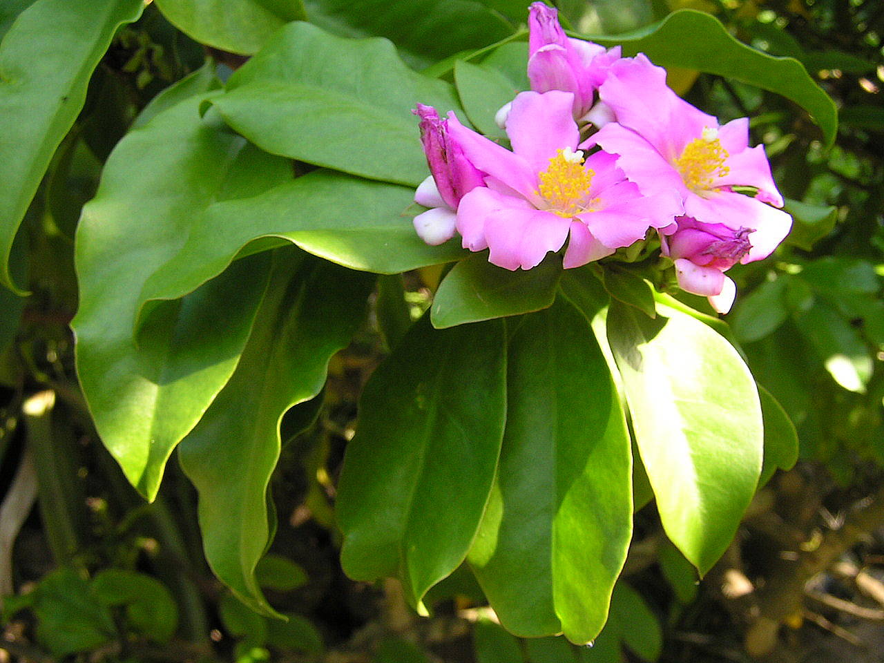 Rose cactus (Pereskia grandifolia)