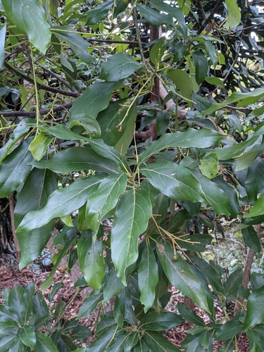 Avocado (Persea americana)