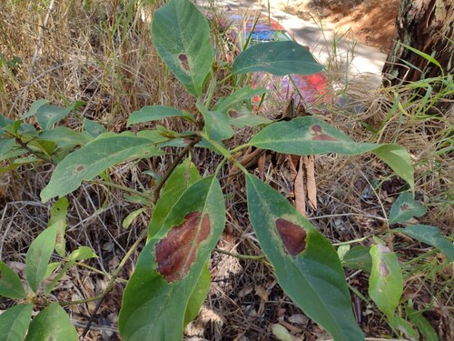 Avocado (Persea americana)
