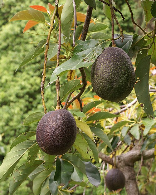 Avocado: Avocados