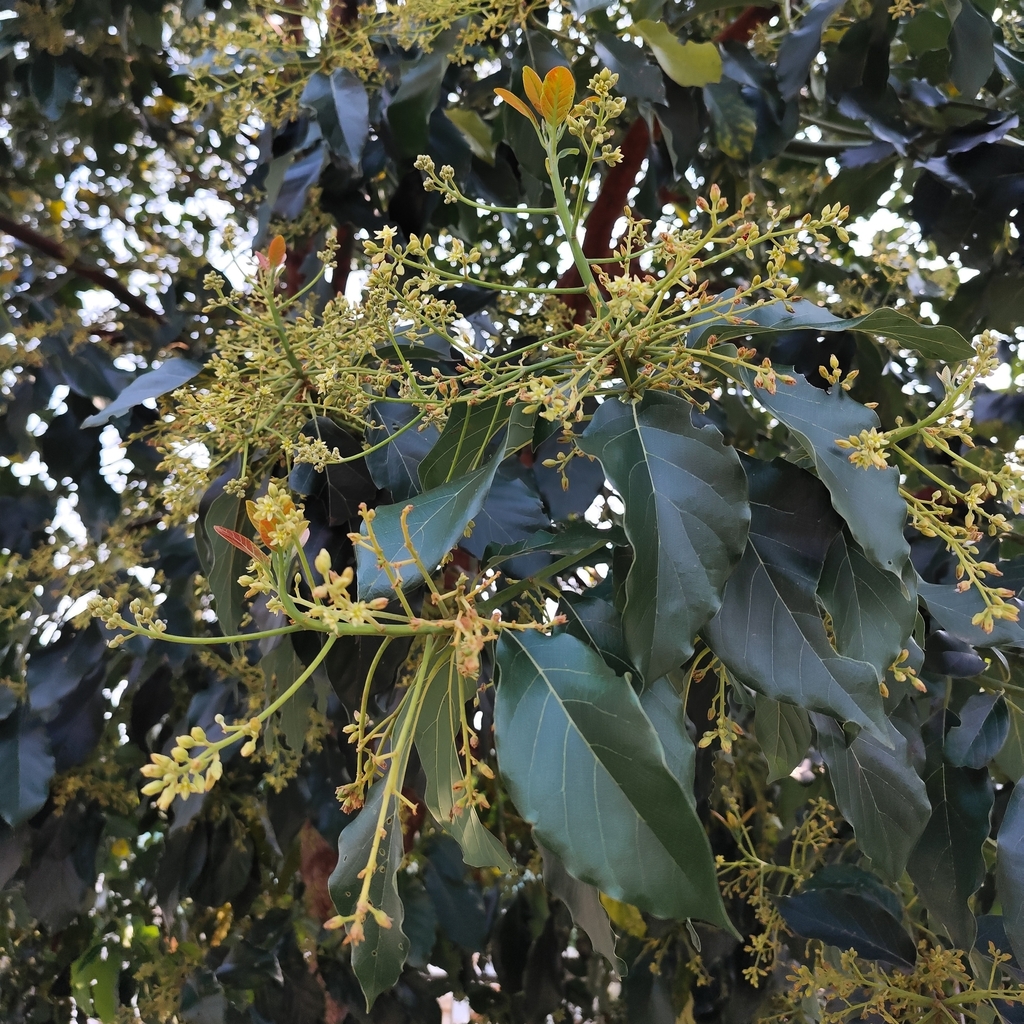 Avocado (Persea americana)