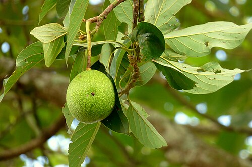 Avocado: Aguacate