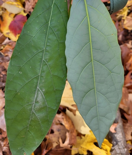 Avocado (Persea americana)