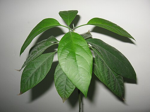 Avocado: Persea americana