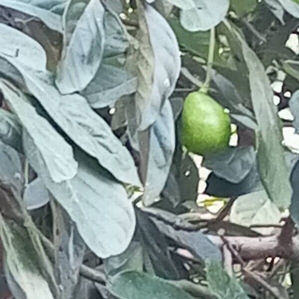 Avocado (Persea americana)