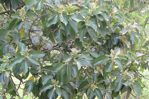 Avocado (Persea americana)