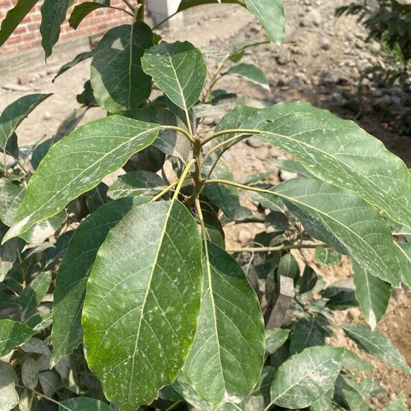 Avocado (Persea americana)