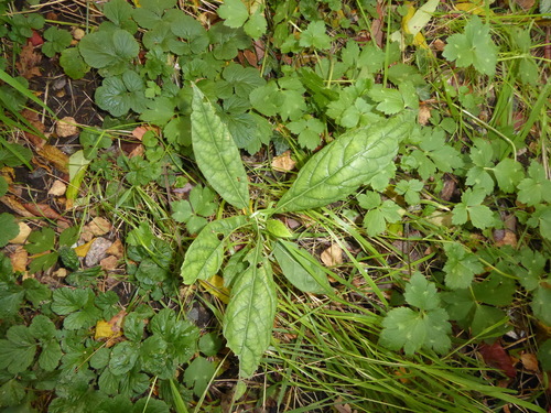 Avocado (Persea americana)