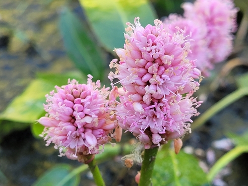 Amphibious bistort (Persicaria amphibia)