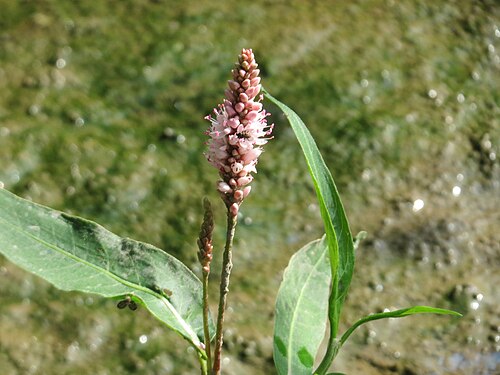Amphibious bistort: Wasser-Knöterich ( Persicaria amphibia ) im Naturschutzgebiet Mürmes