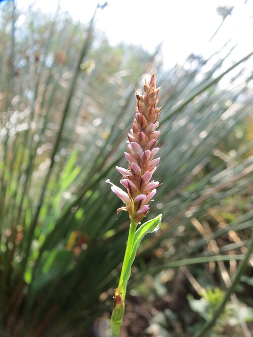 Amphibious bistort: Wasser-Knöterich ( Persicaria amphibia ) im Naturschutzgebiet Mürmes
