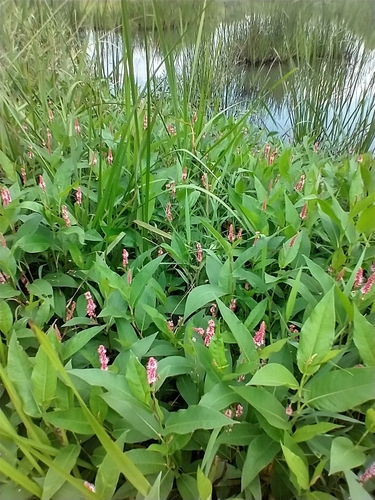 Amphibious bistort (Persicaria amphibia)