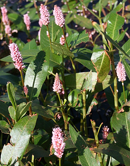 Amphibious bistort: Amphibious Bistort (Persicaria amphibia) Growing in the water at the edge of the Gelly Loch.