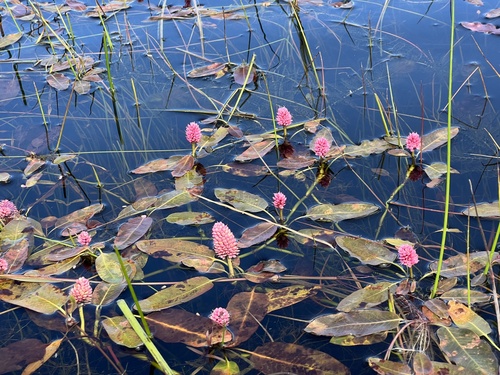 Amphibious bistort (Persicaria amphibia)