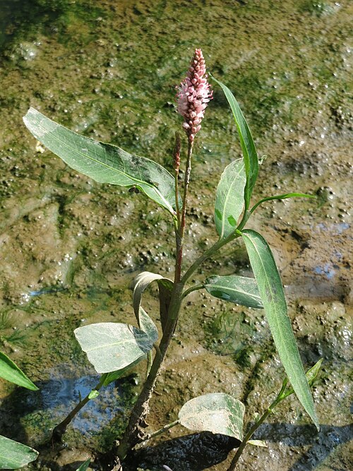 Amphibious bistort: Wasser-Knöterich ( Persicaria amphibia ) im Naturschutzgebiet Mürmes