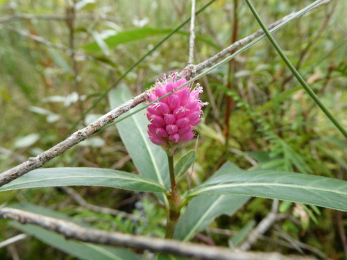 Amphibious bistort (Persicaria amphibia)