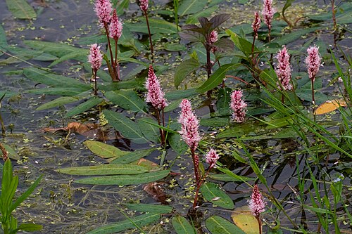 Amphibious bistort: Persicaria amphibia