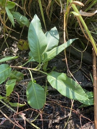 Amphibious bistort (Persicaria amphibia)