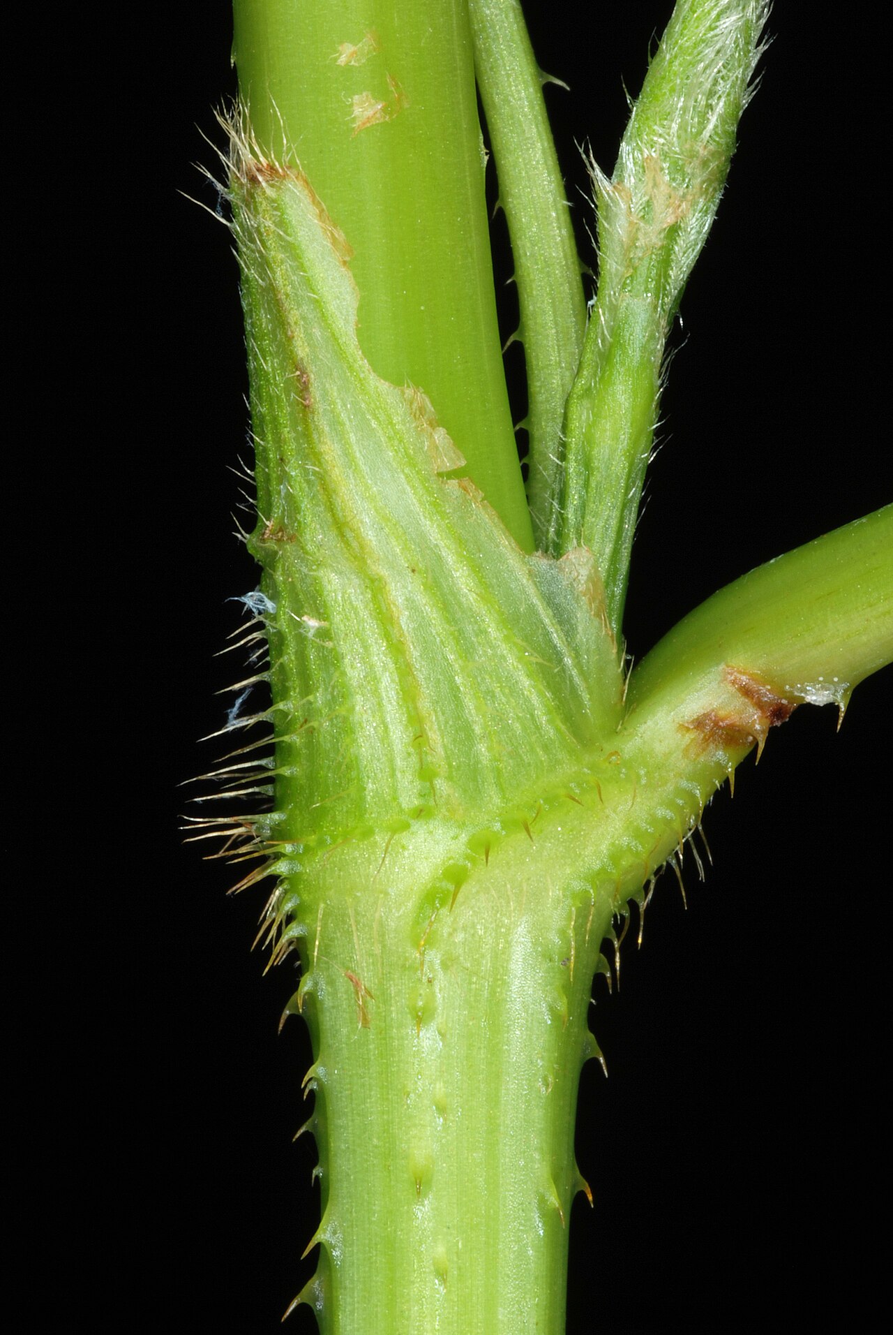 Halberdleaf tearthumb: Persicaria arifolia