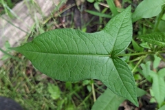 Halberdleaf tearthumb (Persicaria arifolia)