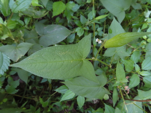 Halberdleaf tearthumb (Persicaria arifolia)