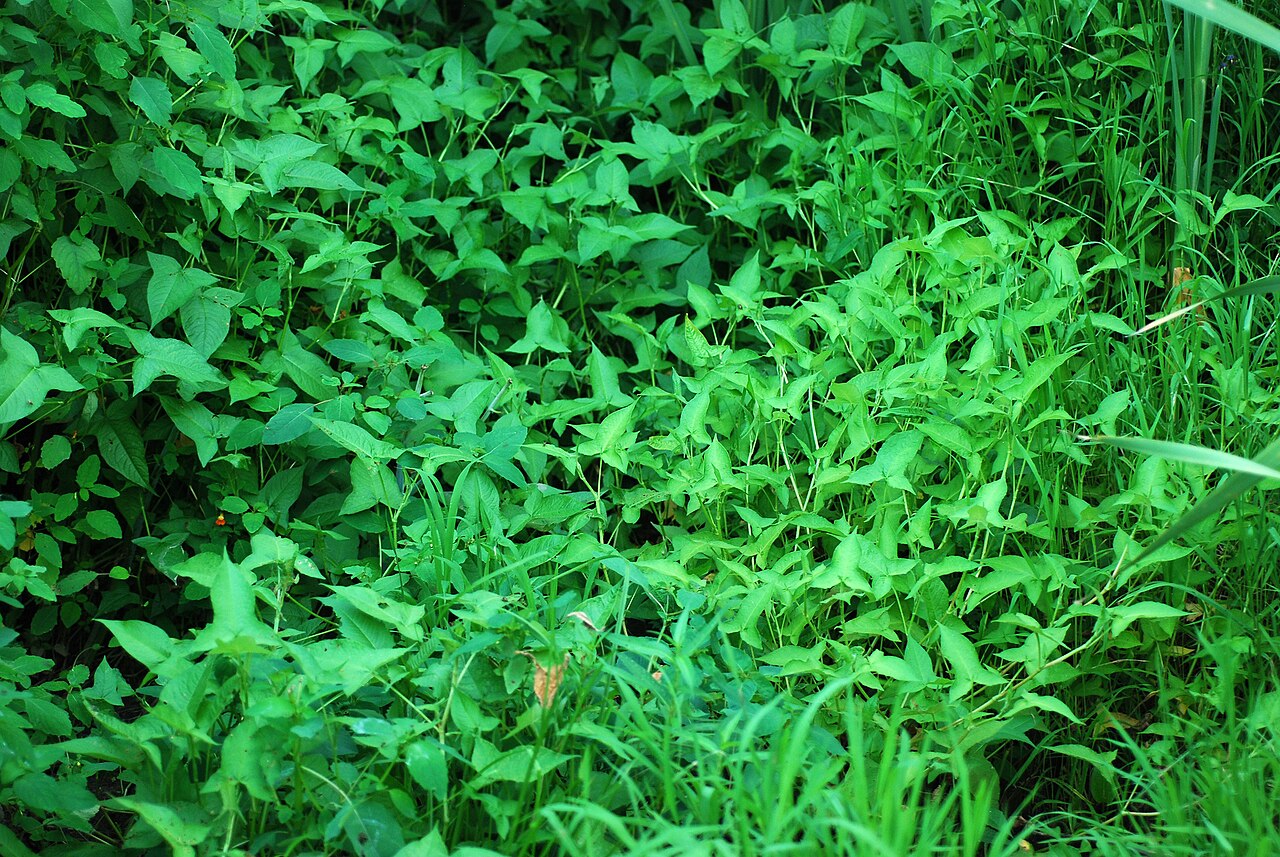 Halberdleaf tearthumb: Persicaria arifolia