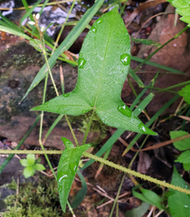 Halberdleaf tearthumb (Persicaria arifolia)