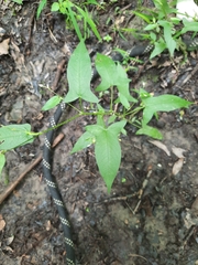 Halberdleaf tearthumb (Persicaria arifolia)