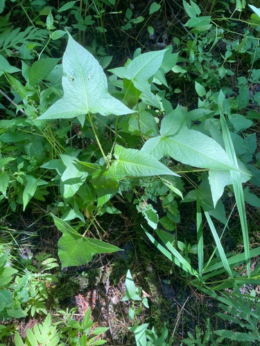 Halberdleaf tearthumb (Persicaria arifolia)