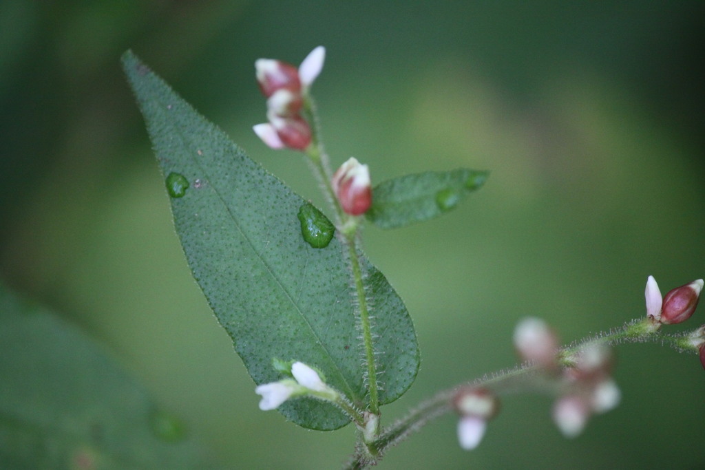 Halberdleaf tearthumb (Persicaria arifolia)