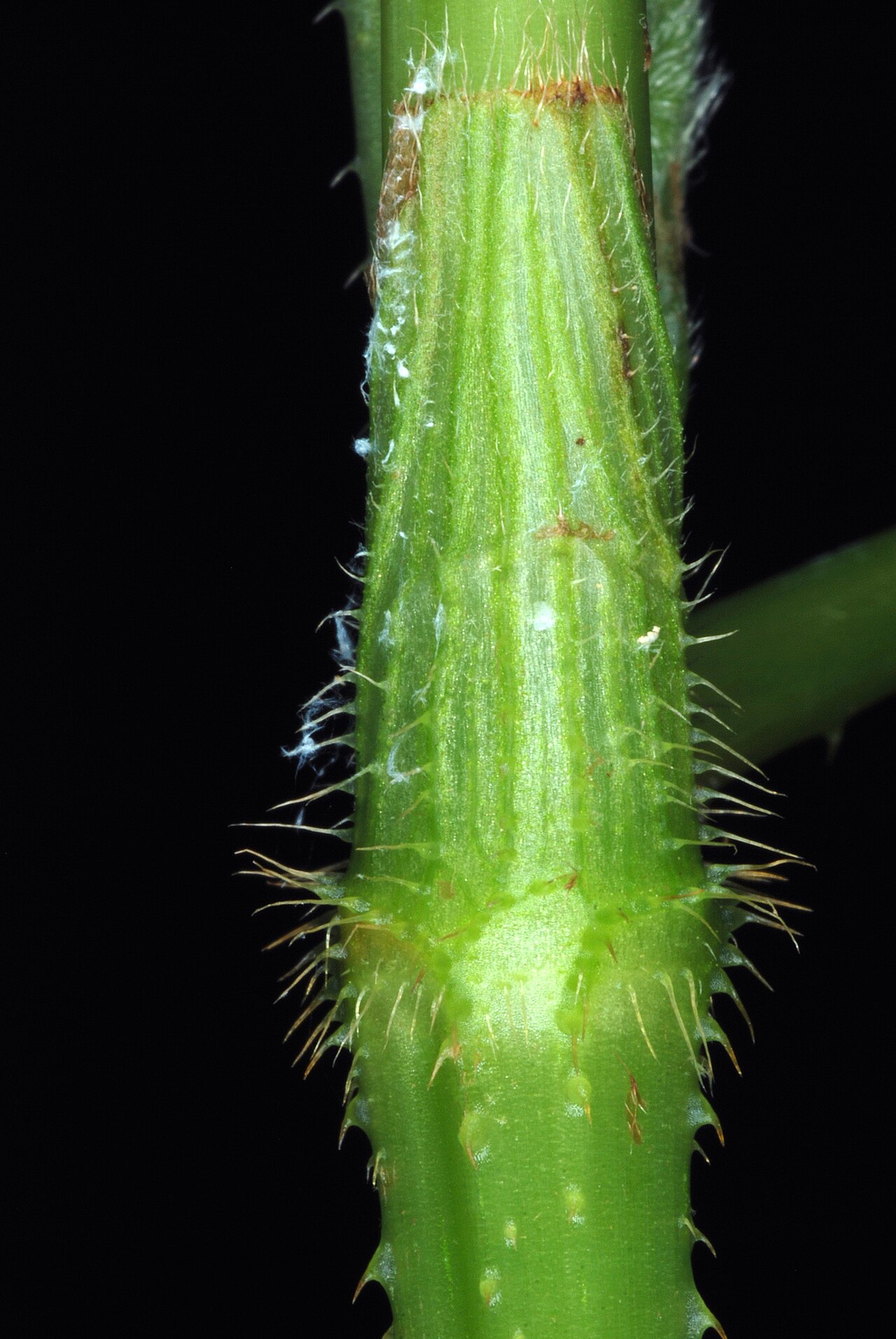 Halberdleaf tearthumb: Persicaria arifolia