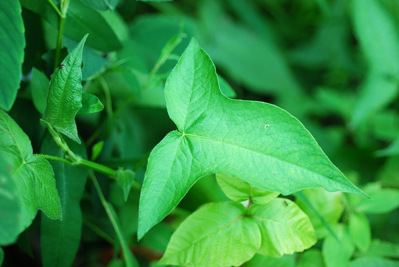 Halberdleaf tearthumb: Persicaria arifolia