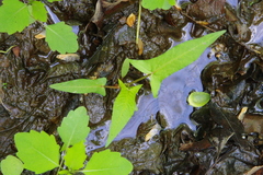 Halberdleaf tearthumb (Persicaria arifolia)
