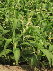 Persicaria barbata (Persicaria barbata)