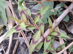 Persicaria barbata (Persicaria barbata)