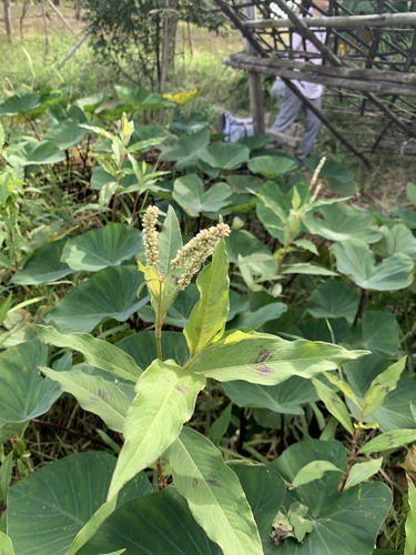 Persicaria barbata (Persicaria barbata)