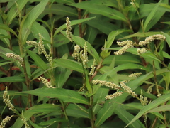 Persicaria barbata (Persicaria barbata)